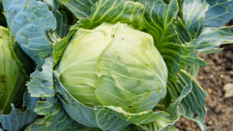 Some uses of cabbage leaves