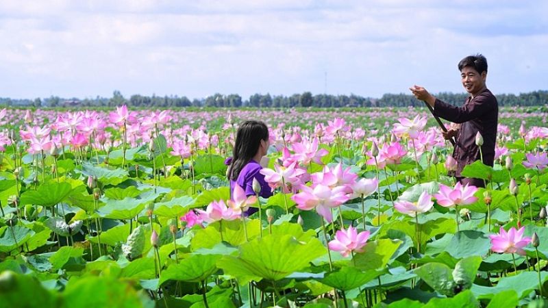 Làng sen Hồng Ngự