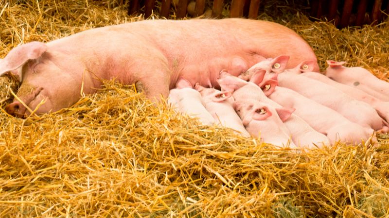 Giá heo hơi hôm nay 14/11 tại miền Bắc Giá heo hơi hôm nay 14/11 tại miền Bắc