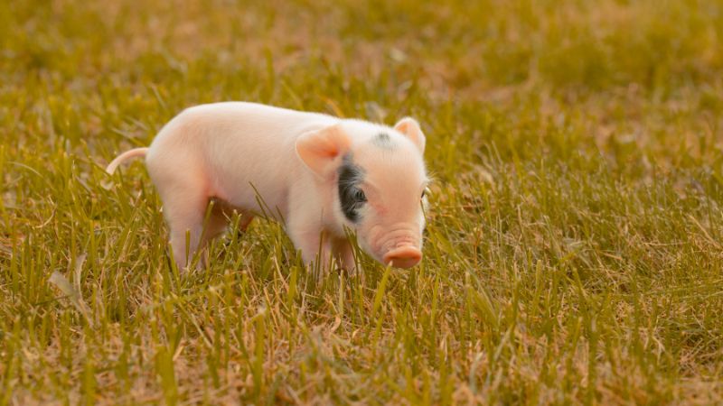 Giá heo hơi hôm nay 14/11 tại miền Trung, Tây Nguyên Giá heo hơi hôm nay 14/11 tại miền Trung, Tây Nguyên