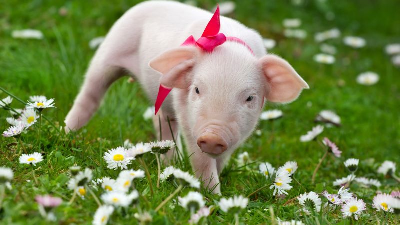 Giá heo hơi hôm nay 14/11 tại miền Nam Giá heo hơi hôm nay 14/11 tại miền Nam