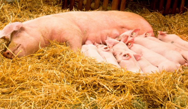 Giá heo hơi hôm nay 14/11: Giảm tại cả ba miền