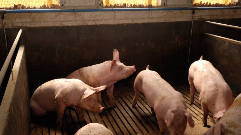 Giá heo hơi hôm nay 15/11 tại miền Trung, Tây Nguyên