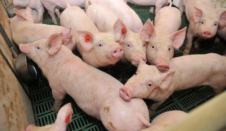 Giá heo hơi hôm nay 15/11: Tiếp tục giảm, cao nhất 2.000 đồng/kg