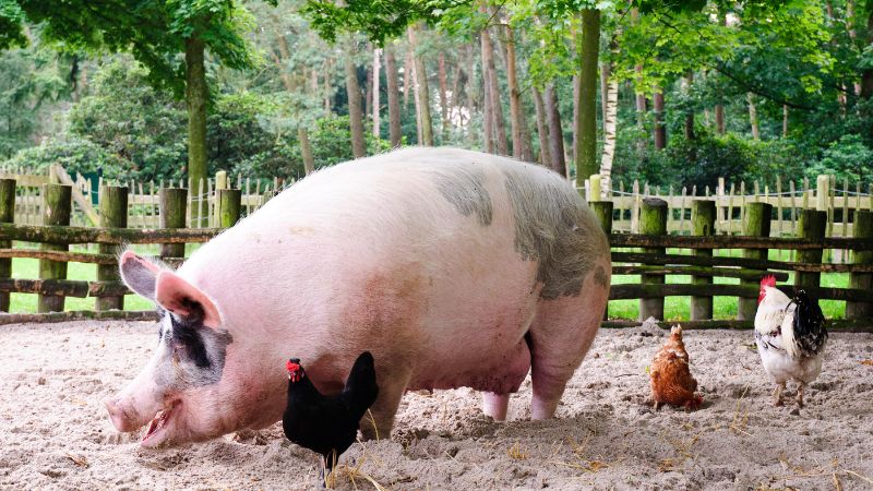 Giá heo hơi hôm nay 16/11 tại miền Bắc Giá heo hơi hôm nay 16/11 tại miền Bắc