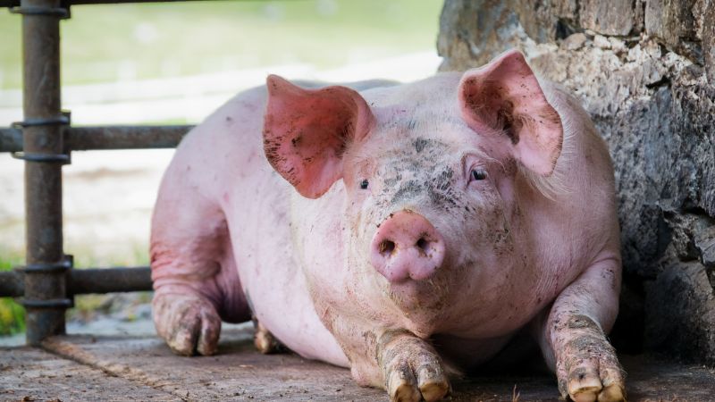 Giá heo hơi hôm nay 16/11 tại miền Trung, Tây Nguyên Giá heo hơi hôm nay 16/11 tại miền Trung, Tây Nguyên