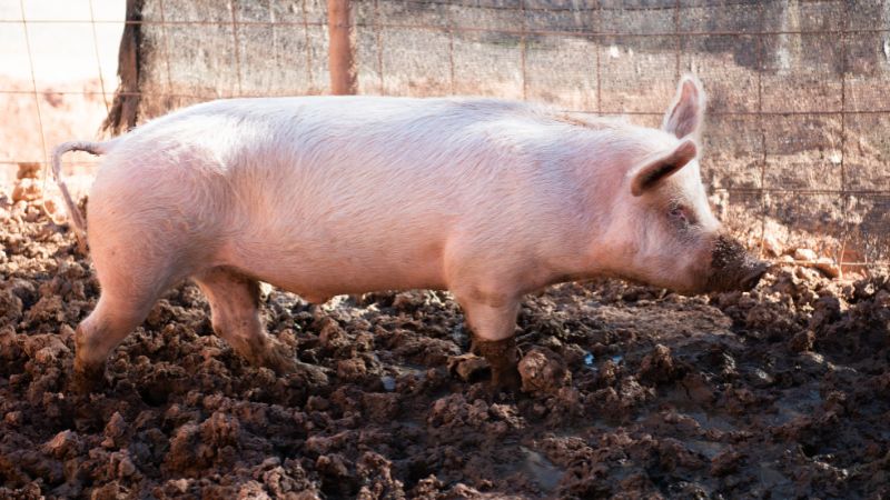 Giá heo hơi hôm nay 16/11 tại miền Nam Giá heo hơi hôm nay 16/11 tại miền Nam