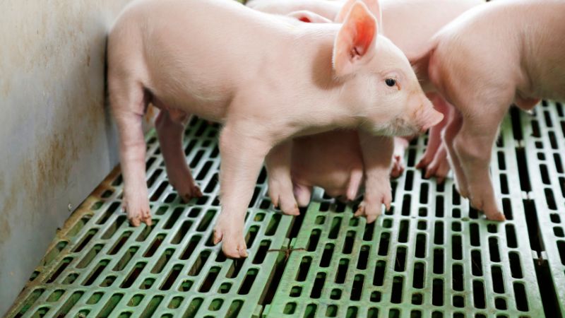 Giá heo hơi hôm nay 17/11 tại miền Bắc