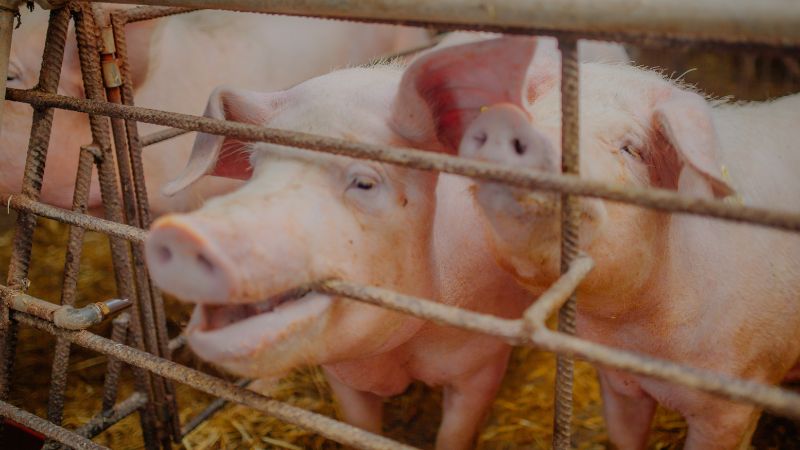 Giá heo hơi hôm nay 17/11 tại miền Trung, Tây Nguyên