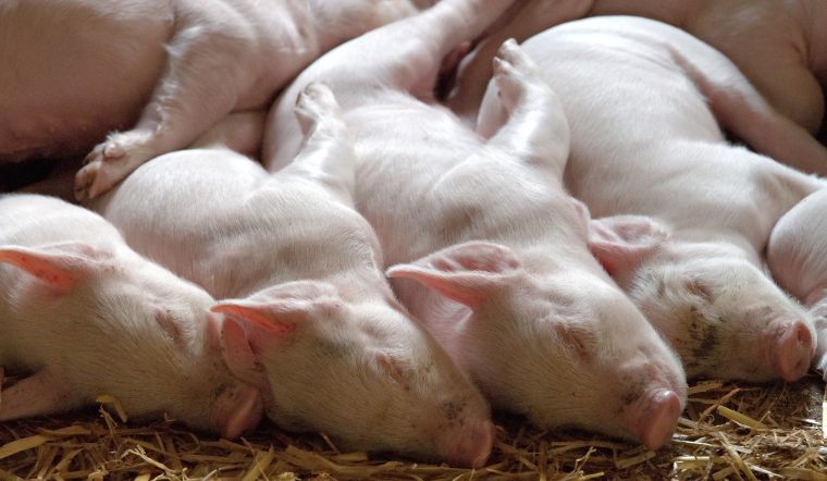 Giá heo hơi hôm nay 17/11: Miền Bắc tiếp tục tăng