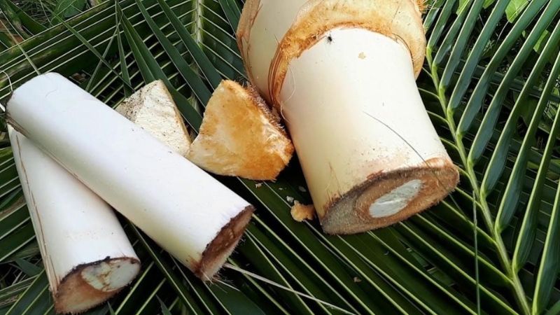 Củ hủ dừa là phần non nằm trên ngọn của thân cây dừa