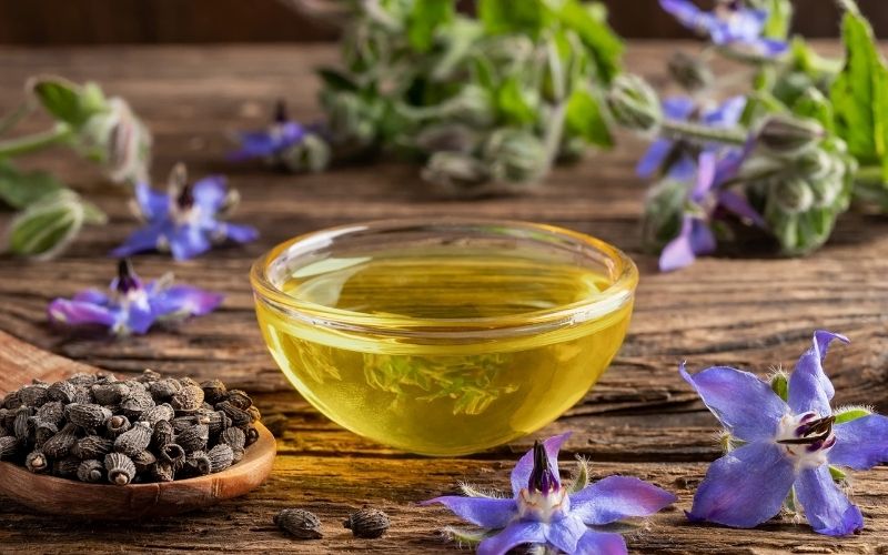 Borage oil hay dầu hạt lưu ly là loại chiết xuất có nguồn gốc từ hạt cây borago officinalis