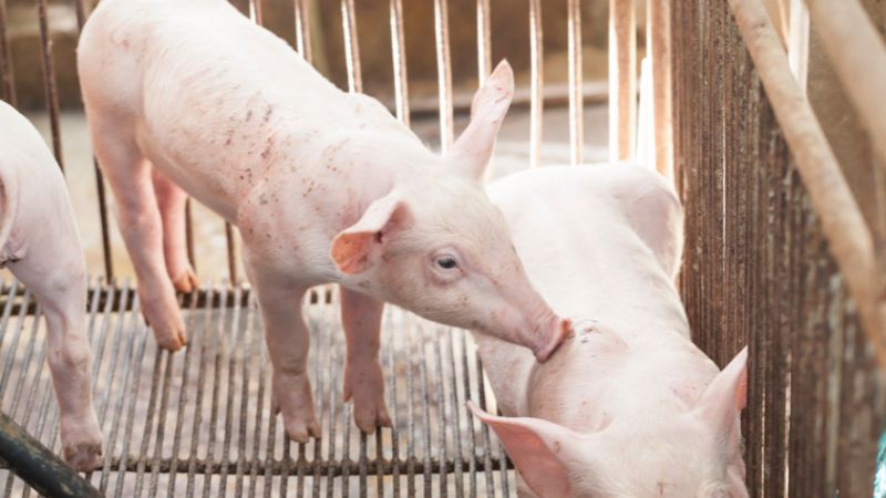 Giá heo hơi hôm nay 18/11 tại miền Nam