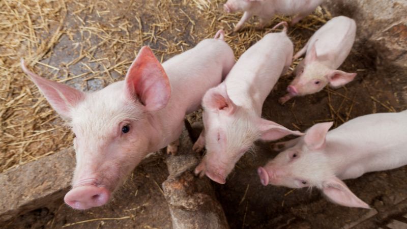 Giá heo hơi hôm nay 18/11 tại miền Bắc