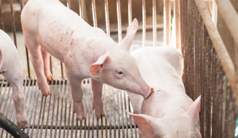 Giá heo hơi hôm nay 18/11: Quay đầu giảm nhẹ