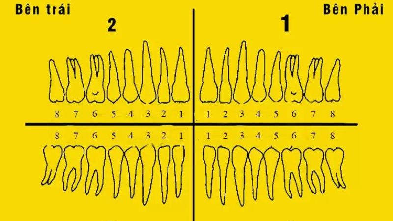Cách đọc và quan sát vị trí các răng