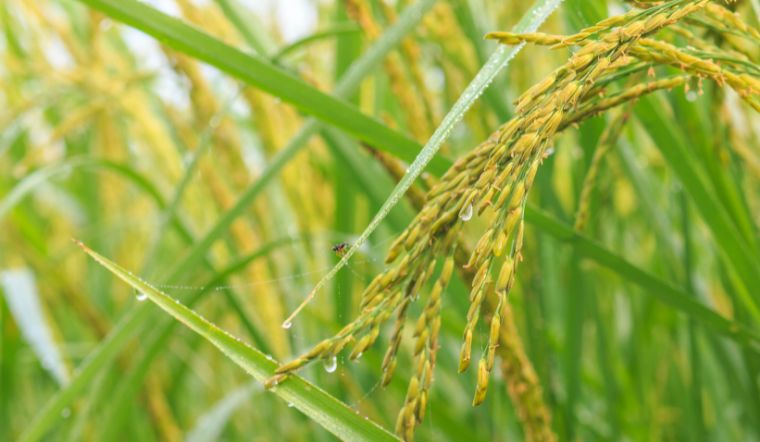 Giá lúa gạo hôm nay 20/11/2023: Vài giống lúa gạo thay đổi