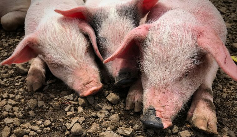 Giá heo hơi hôm nay 21/11: Miền Bắc, miền Trung tăng từ 1.000 đồng/kg