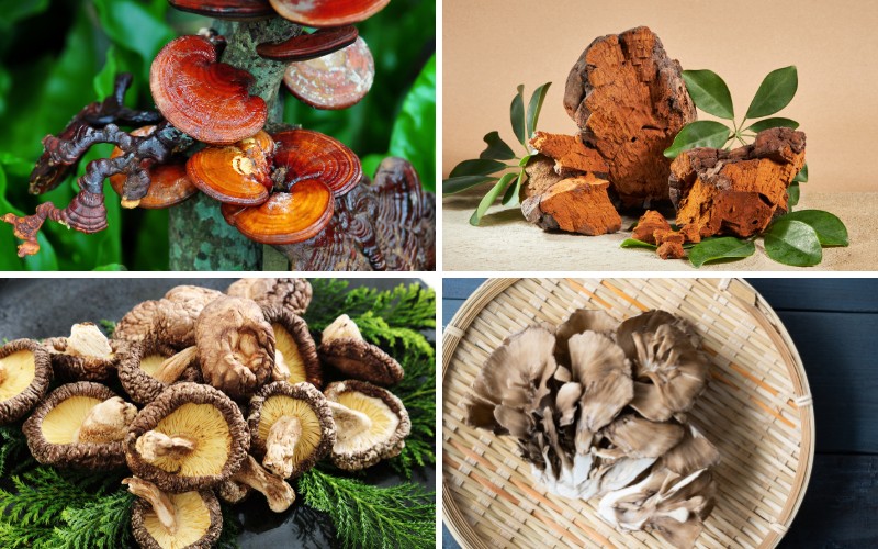 Common mushrooms used in skincare