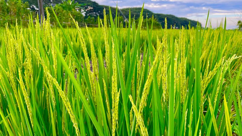 Giá lúa hôm nay 21/11