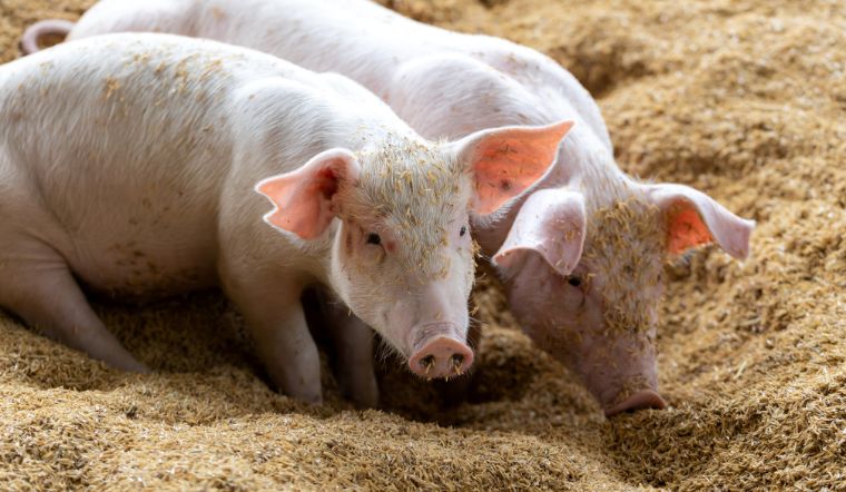 Giá heo hơi hôm nay 22/11: Giảm tại khu vực miền Nam