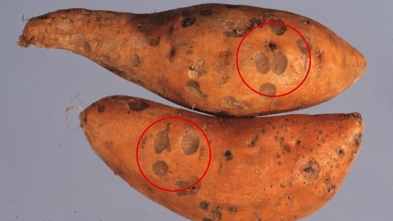 9 sai lầm thường gặp khi chế biến và ăn khoai lang