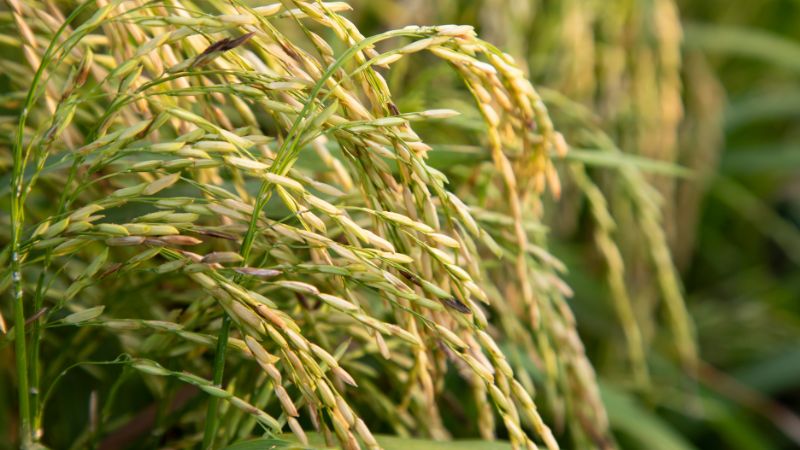 Giá lúa hôm nay 22/11 Giá lúa hôm nay 22/11