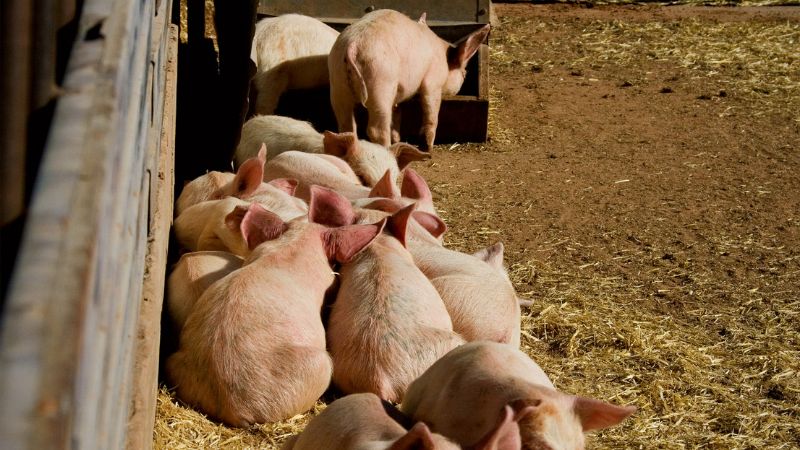 Giá heo hơi hôm nay 23/11 tại miền Nam