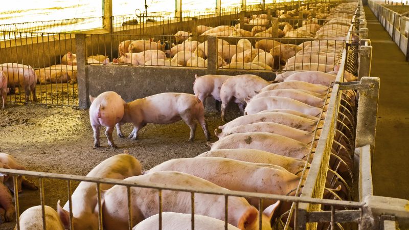 Giá heo hơi hôm nay 23/11 tại miền Bắc