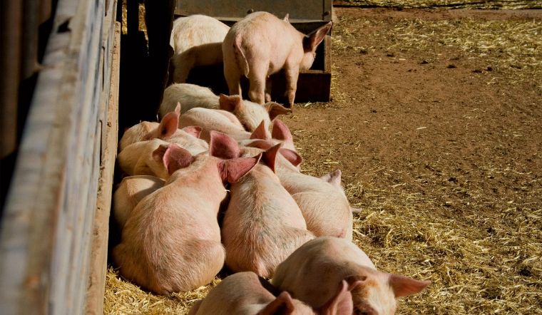 Giá heo hơi hôm nay 23/11: Tăng - giảm trái chiều