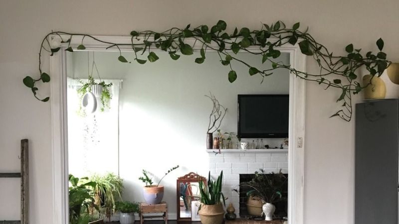 Trồng dây leo trong nhà có nên không? Nên trồng cây gì?