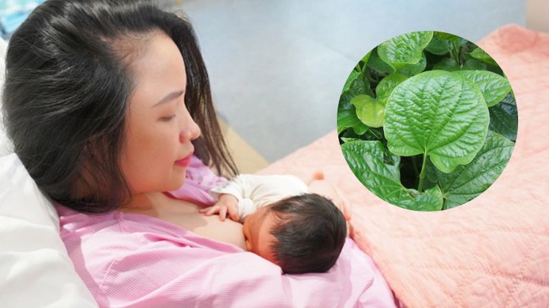 Mẹ sau sinh bao lâu thì được ăn lá lốt?
