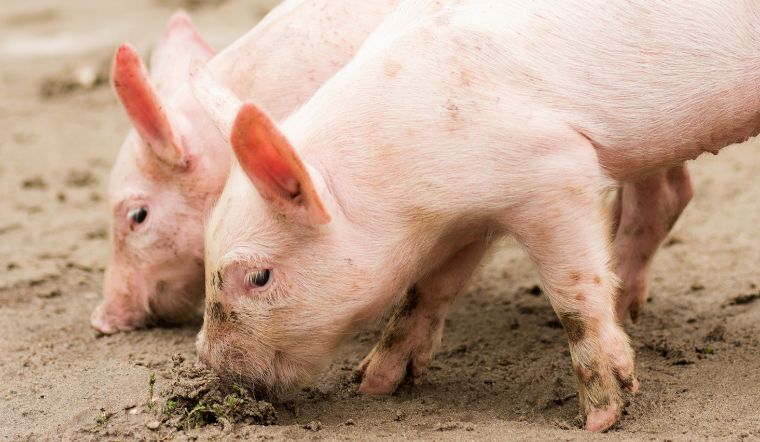 Giá heo hơi hôm nay 25/11: Miền Bắc giảm rác