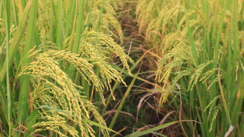 Giá lúa hôm nay 25/11