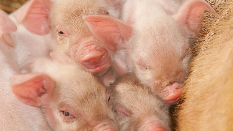 Giá heo hơi hôm nay 30/11 tại miền Bắc