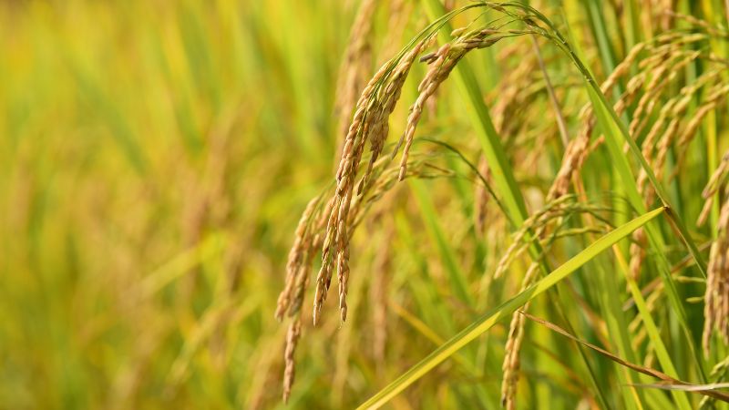 Giá lúa hôm nay 30/11