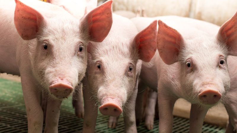 Giá heo hơi hôm nay 01/12 tại miền Bắc Giá heo hơi hôm nay 01/12 tại miền Bắc