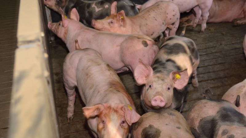 Giá heo hơi hôm nay 02/12 tại miền Nam