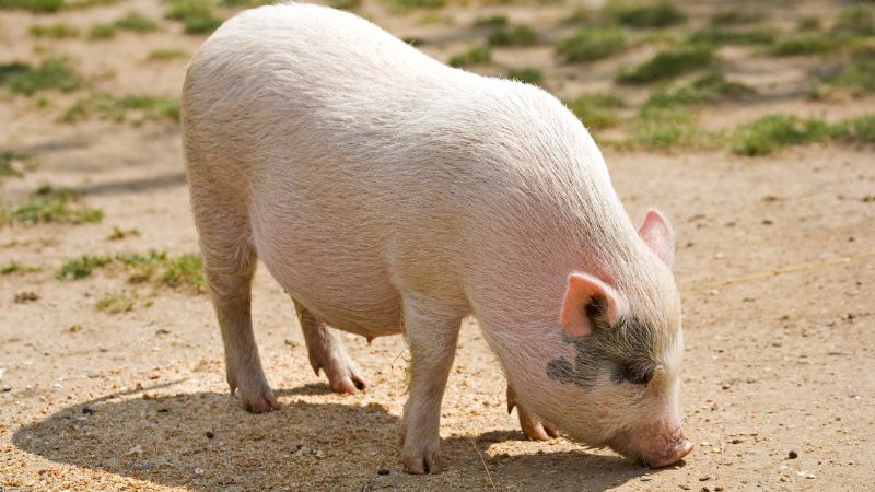 Giá heo hơi hôm nay 04/12 tại miền Bắc Giá heo hơi hôm nay 04/12 tại miền Bắc