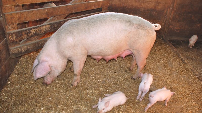 Giá heo hơi hôm nay 04/12 tại miền Nam Giá heo hơi hôm nay 04/12 tại miền Nam