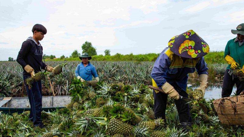 Lưu ngay 2 địa điểm du lịch Tân Phước (Tiền Giang) hút khách nhất