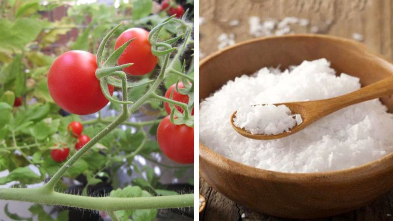 Cách làm trắng răng bằng cà chua và muối