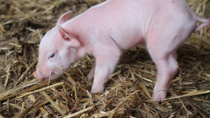 Giá heo hơi hôm nay 05/12 tại miền Bắc