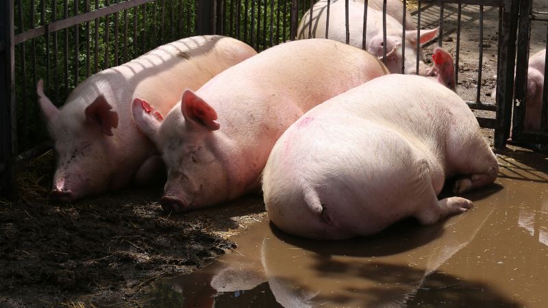 Giá heo hơi hôm nay 05/12 tại miền Trung, Tây Nguyên