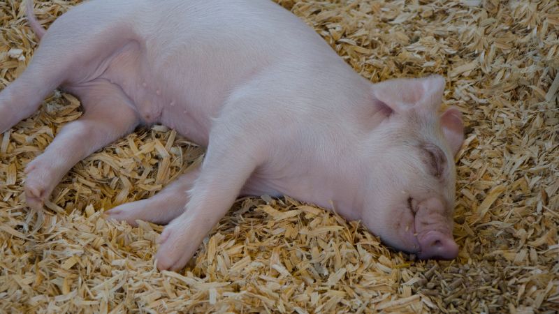 Giá heo hơi hôm nay 05/12 tại miền Nam