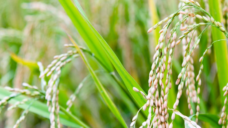 Giá lúa hôm nay 05/12
