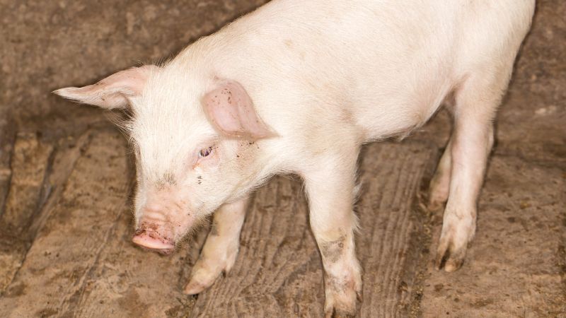 Giá heo hơi hôm nay 06/12 tại miền Bắc Giá heo hơi hôm nay 06/12 tại miền Bắc