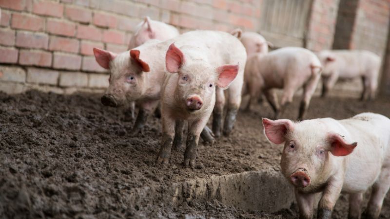 Giá heo hơi hôm nay 06/12 tại miền Nam Giá heo hơi hôm nay 06/12 tại miền Nam