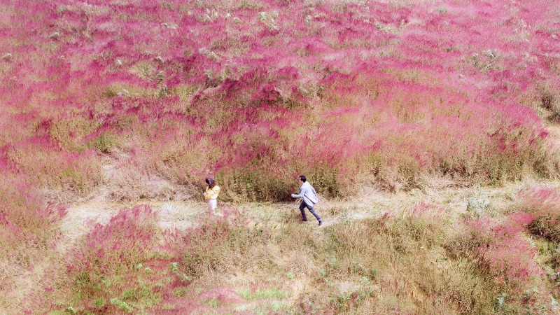 Cẩm nang check in đồi cỏ hồng Đà Lạt từ A – Z