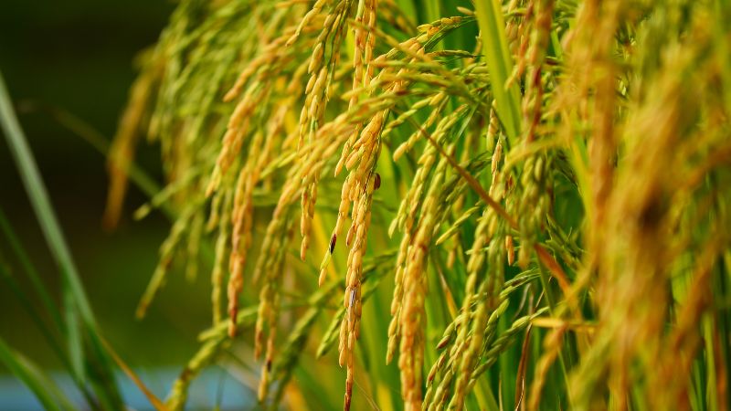 Giá lúa hôm nay 07/12